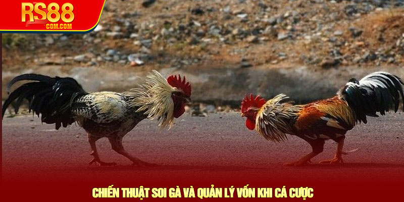 Đá gà cựa sắt - Chiến thuật chọn kèo và lợi thế tại RS88 3 Chiến Thuật Soi Gà Và Quản Lý Vốn Khi Cá Cược