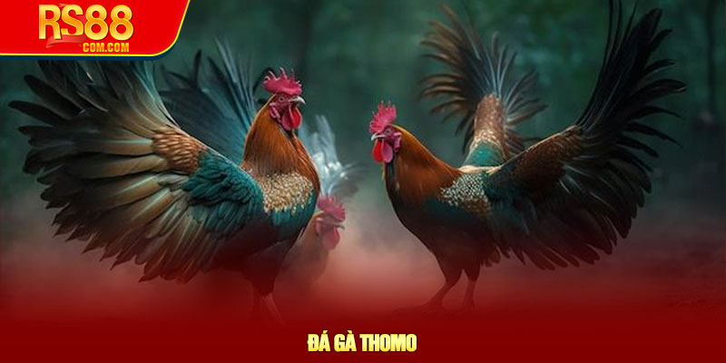 Đá gà Thomo - Khám phá sân chơi trực tiếp hàng đầu tại RS88 7 Đá gà Thomo - Khám phá sân chơi trực tiếp hàng đầu tại RS88