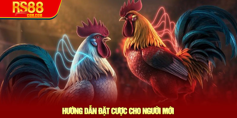 Đá gà Thomo - Khám phá sân chơi trực tiếp hàng đầu tại RS88 3 Hướng Dẫn Đặt Cược Cho Người Mới