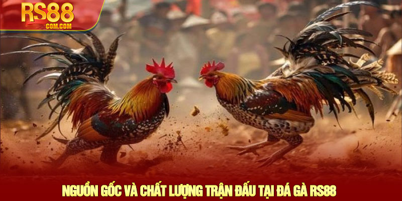 Đá gà RS88 - Trải nghiệm cá cược Đá gà trực tiếp đỉnh cao 1 Nguồn Gốc Và Chất Lượng Trận Đấu Tại Đá Gà RS88