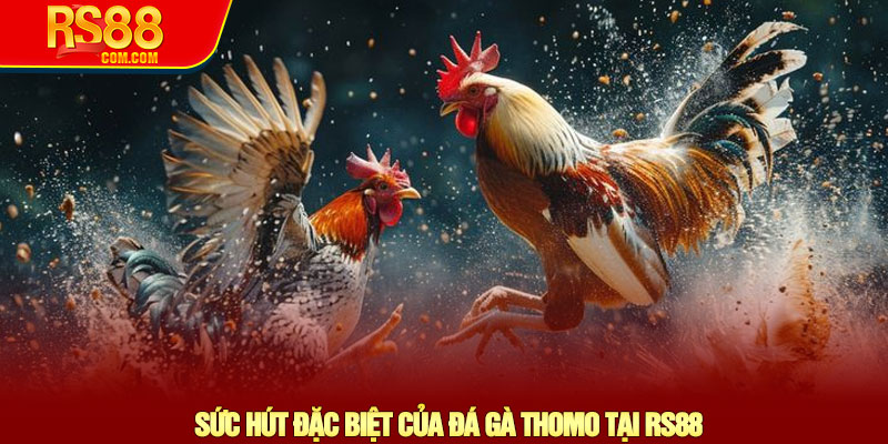 Đá gà Thomo - Khám phá sân chơi trực tiếp hàng đầu tại RS88 2 Sức Hút Đặc Biệt Của Đá Gà Thomo Tại RS88